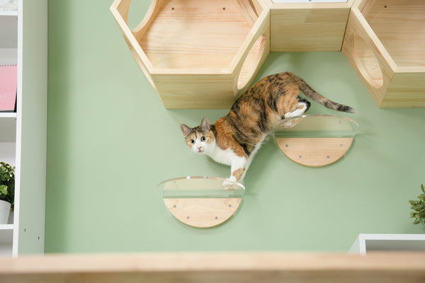 How to choose a proper size of cat shelf for your cat | MYZOO Design
