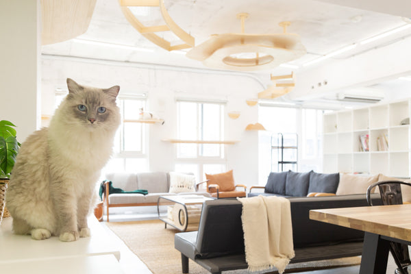 Bring Your Cats to Work! | Myzoo Office