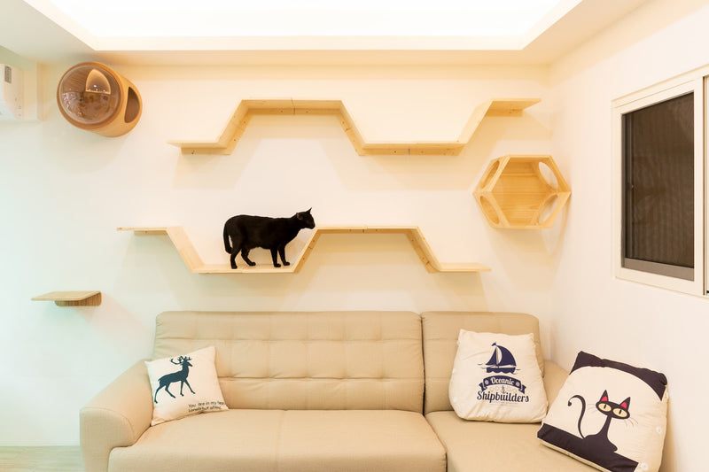The continual cat walkway create with Zone cat shelf.