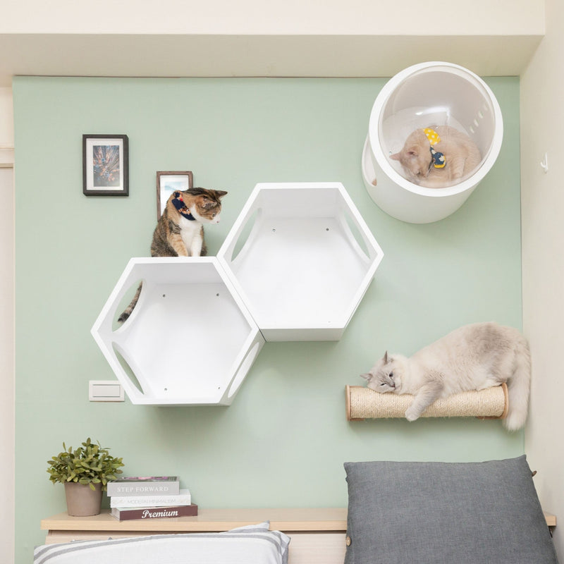 A green wall decorate with cat furniture in white refresh the space and the atmosphere.
