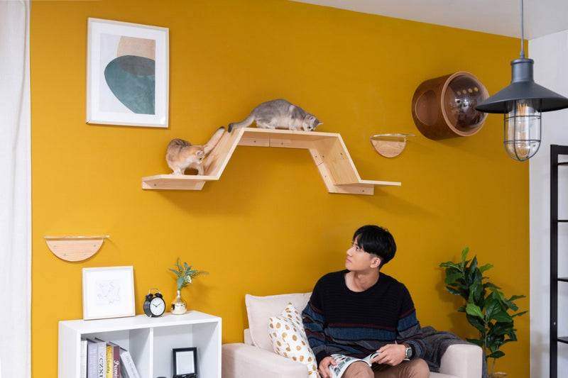 Zone cat shelf create a continual cat walkway for kittens.