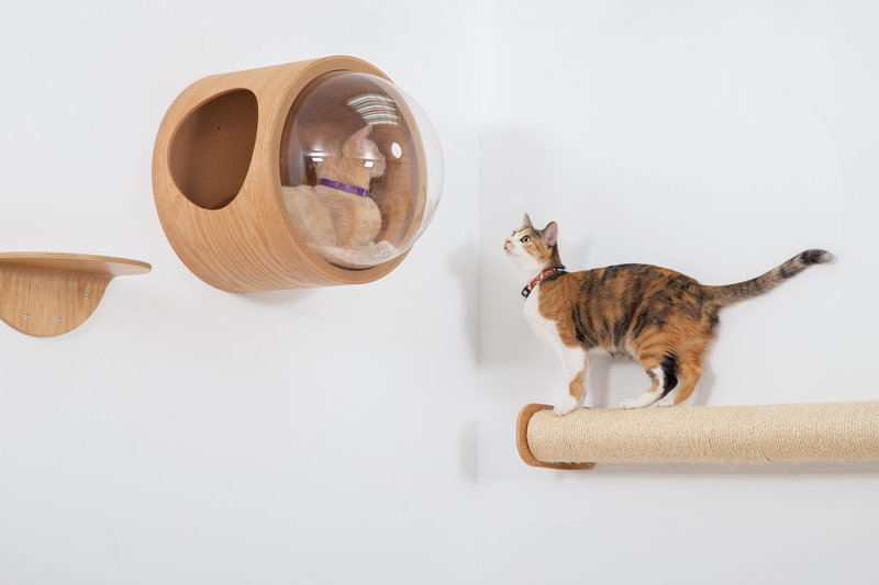 A brown cat is standing on a wall-mounted cat scratcher and looking the brown cat which sleeping in a floating cat bed