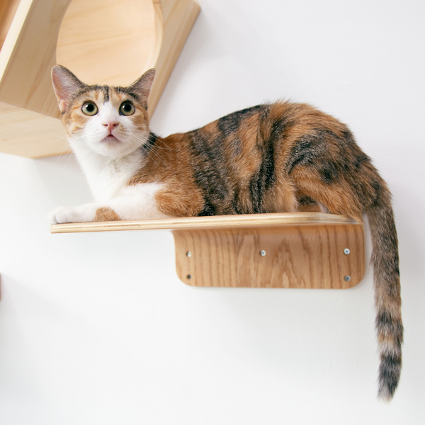 Cat can stay safe on the floating cat board.