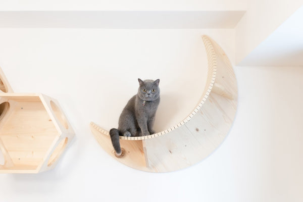 A British Shorthair Grey Cat sits on MYZOO Floating shelf Named Luna Because of its Moon Shape