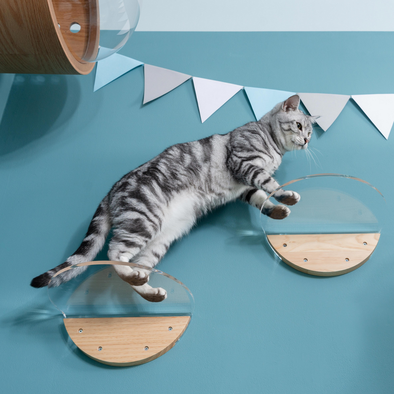 Cats can lunge their body and stretch out in between two round lack. Wooden oak color fit well with the blue wall for the decoration.
