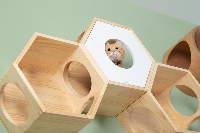 a brown cat looks outside things from a wooden white hexagon cat bed which is mounted on the wall