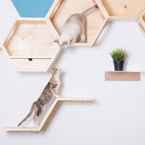 Two cats are playing and climbing on hexagon cat shelves and Zone floating cat  board. They can be built as flexible as cats love it.