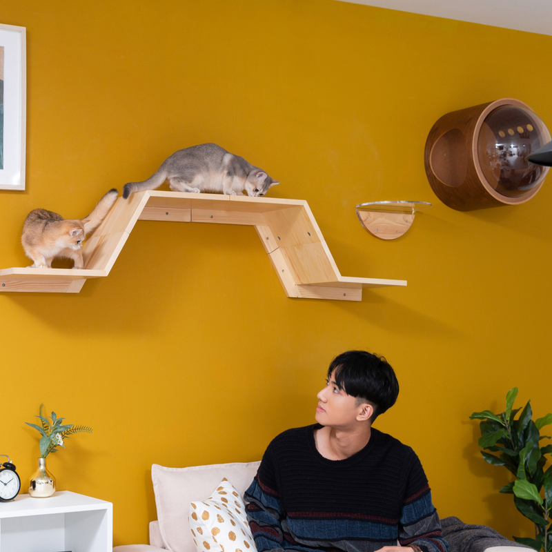 a man is watching the cats who are play on the floating cat shelves.The wall-mounted cat shelf is mounted on a yellow wall.